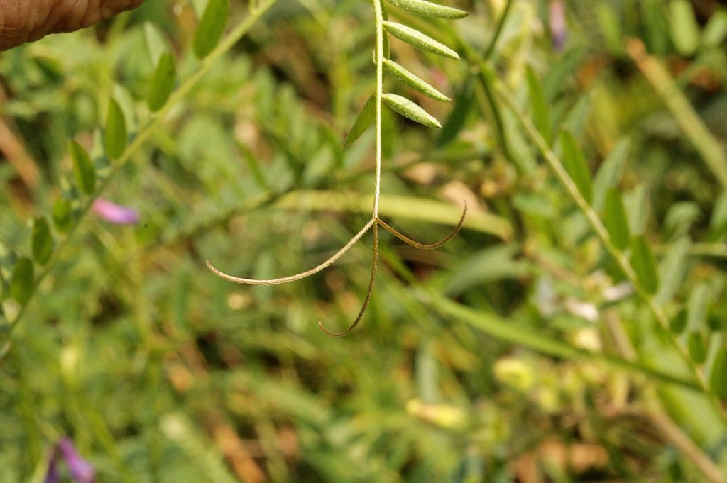 Vicia cracca e Vicia villosa